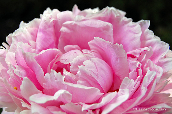 Peony, 'Sarah Bernhardt' up close.