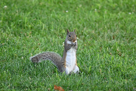 Cute Squirrel