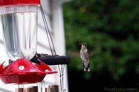 Hummingbird Finds The Feeder
