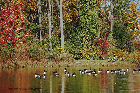 Ducks In A Pond