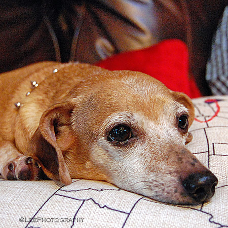 Dachshund-Chihuahua  Mix