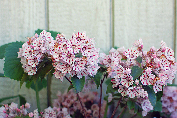 Mountain Laurel