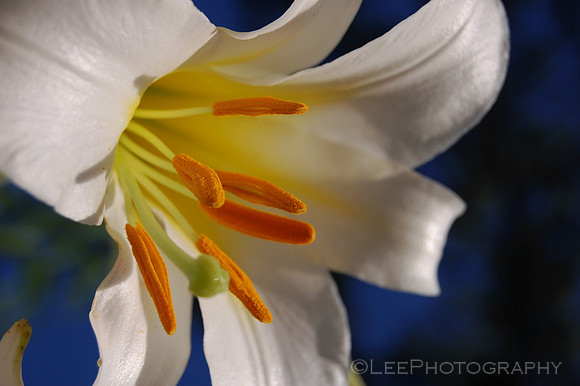 Casablanca Lily
