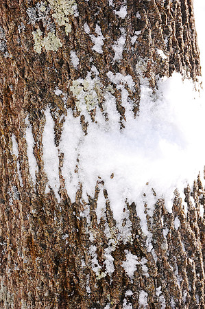 Tree bark