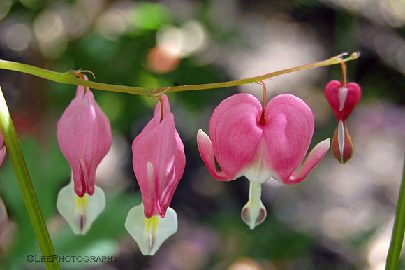 Bleeding Hearts
