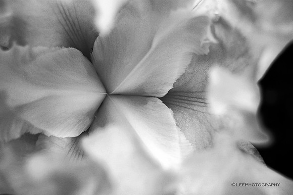 Inside Immortality
