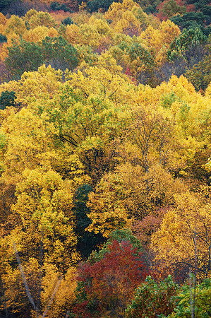 Fall Colors Fill Frame