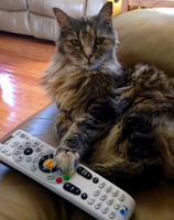Cat is in control.