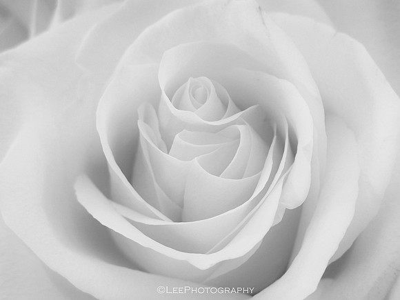 Rose High Key