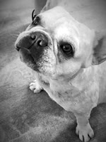 French bulldog