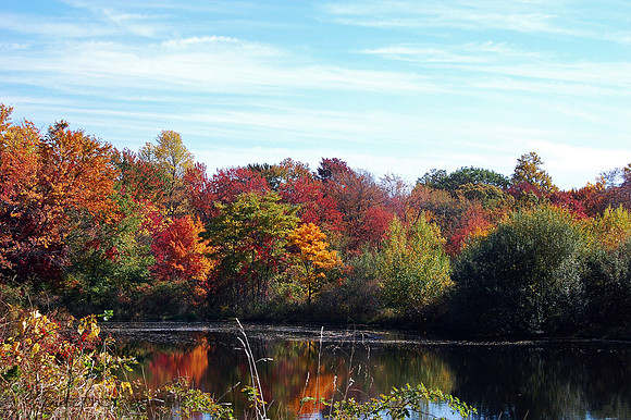 changing leaves