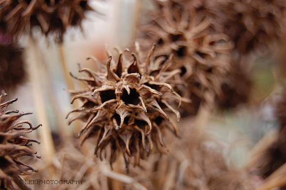Prickly Flower