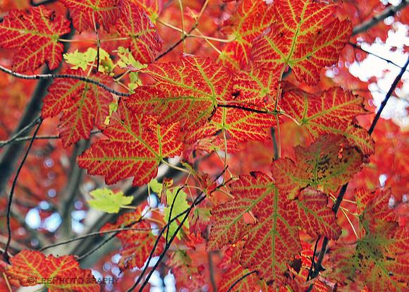 Maple Leaves