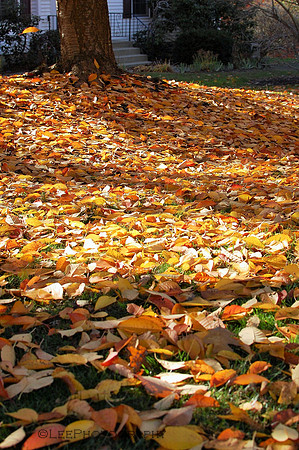 Leaves, Leaves, Everywhere
