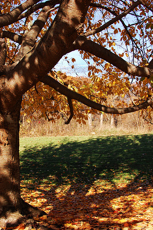 Trees Are Changing Color