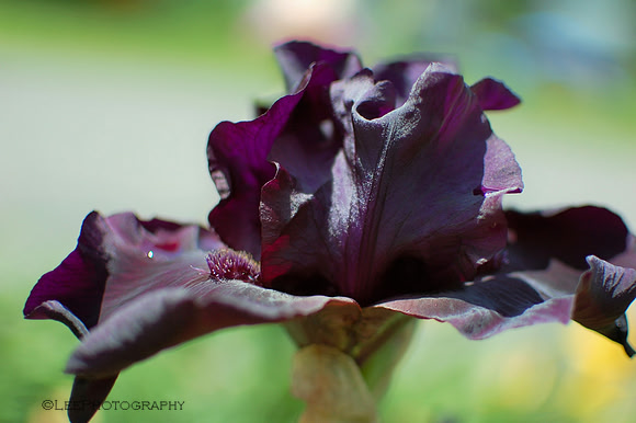 Black Iris